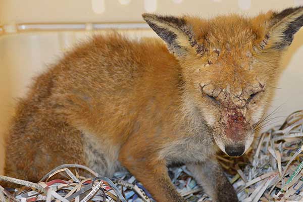 Folly Wildlife Rescue - Foxes