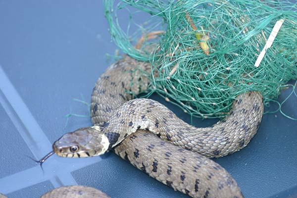 Snake Caught In Netting
