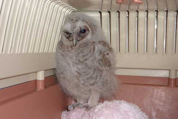 Grounded Tawny Owl Chick