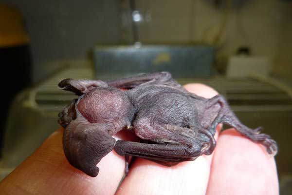 Leisler's Bat (Lesser Noctule)